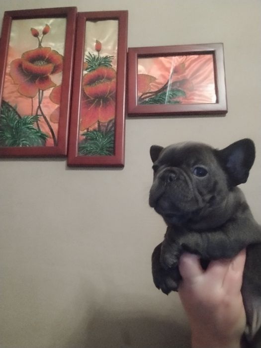 Хлопчик і дівчинка бульдожки