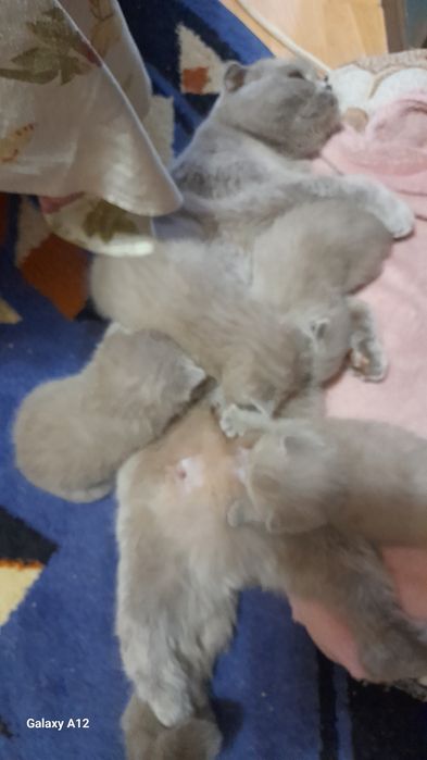 Британские котята