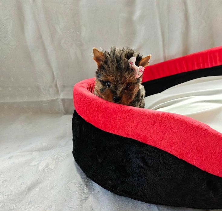 York suczka yorkshire terrier miniaturka xxs unikatowa suczka merle