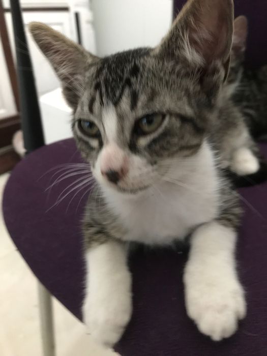 Gatinho macho de 2 meses para adoção. Cinzento, riscas, meias brancas e peito branco.