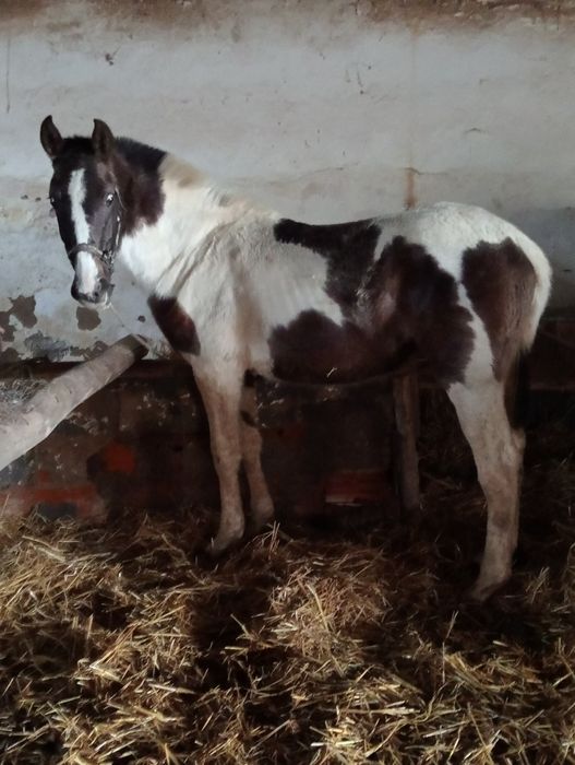 Vendo poldra 14 meses