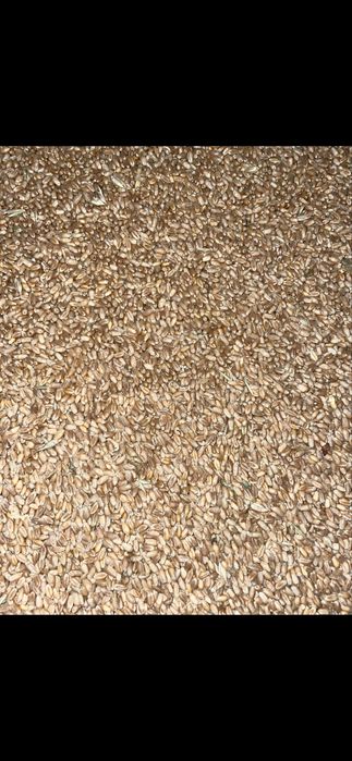 Sprzedam pszenica workowana, żyto, pszenżyto, kukurydzę,groch mielone