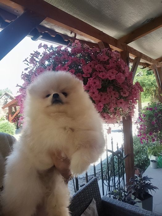 Pieseczek  pomeranian