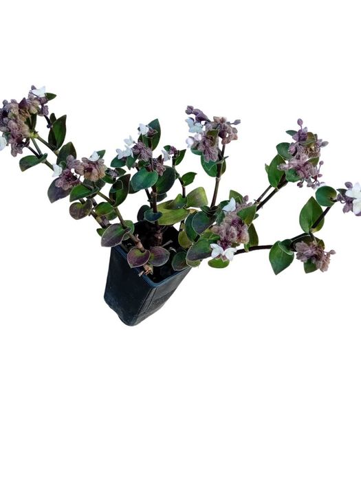 Tradescantia Callizia Repens