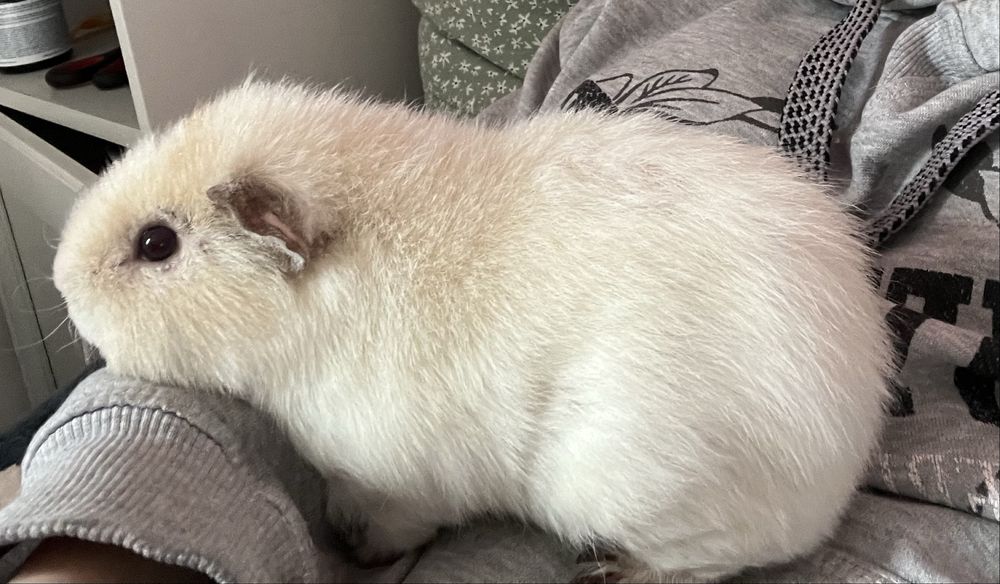 Samiec świnki morskiej teddy