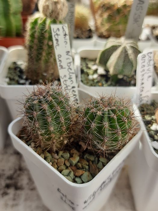 Echinopsis hybr. Nibelungenschatz X Star and stripes