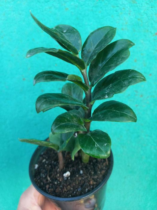 Заміокулькас, хауттюйнія, сансевієрія, сукуленти Кімнатні квіти