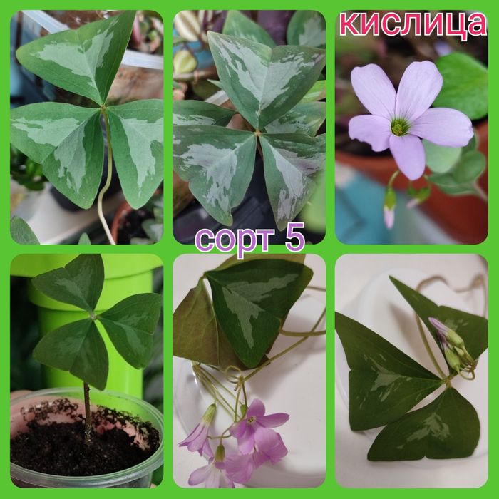 Кислица более 10 сортов оксалис ( добре утро, цветок счастья, клевер)