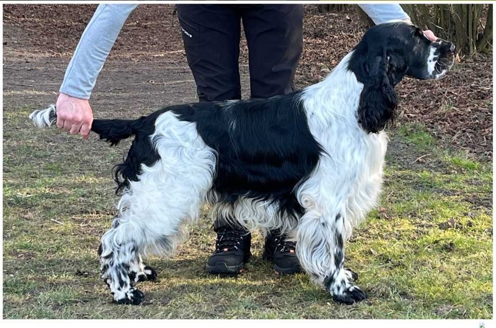 springer spaniel angielski zapowiedz miotu