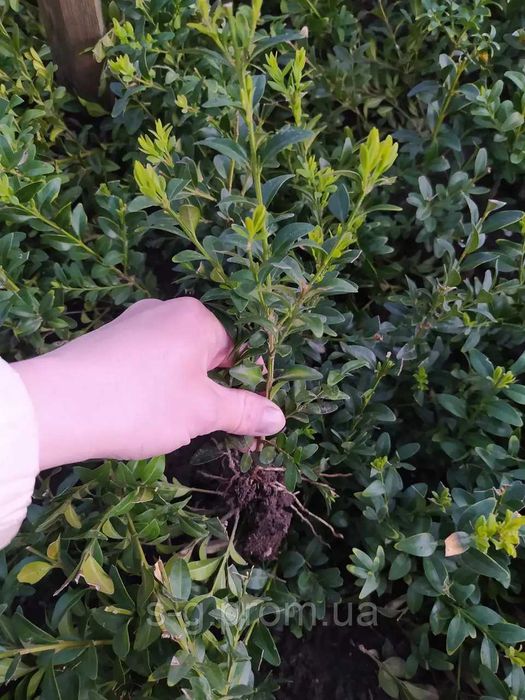 Саджанці самшиту