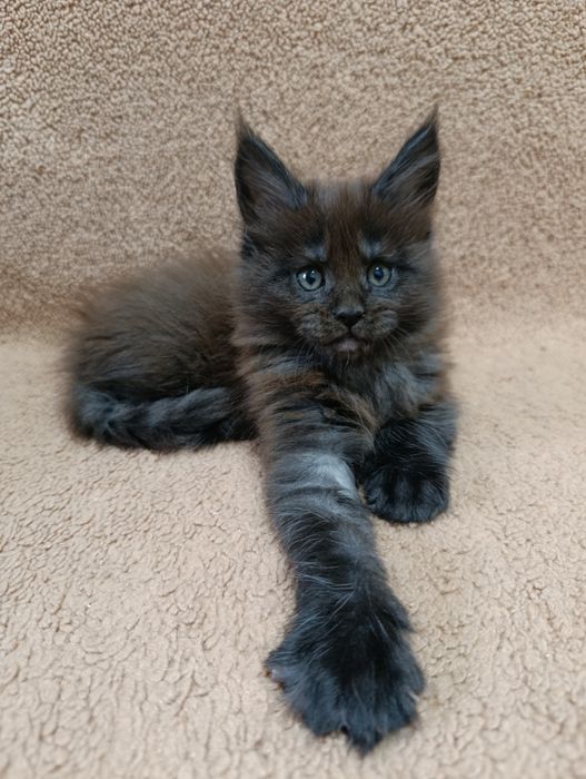 Котята мейн кун в продаже