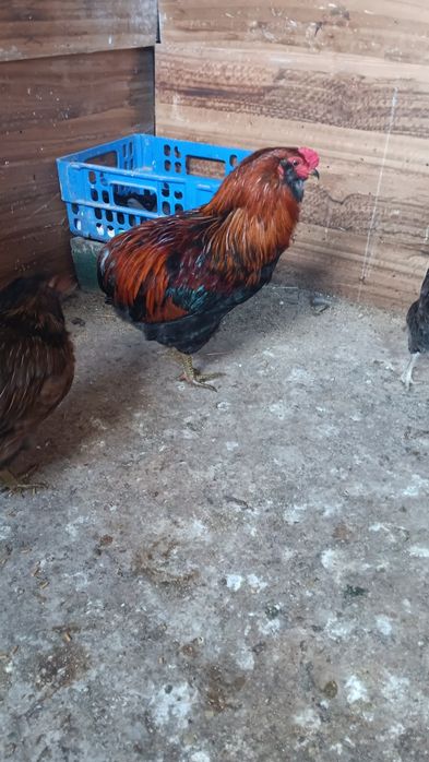 Casal galinhas Araucanas - Ovos Azuis