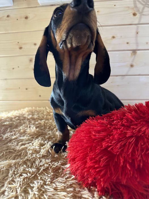 Гладка такса з документами/ чорнопідпала такса / гладкошерстная такса