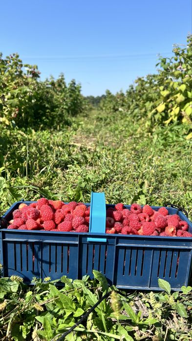 Заморожена малина  150грн за кілограм від 10кг