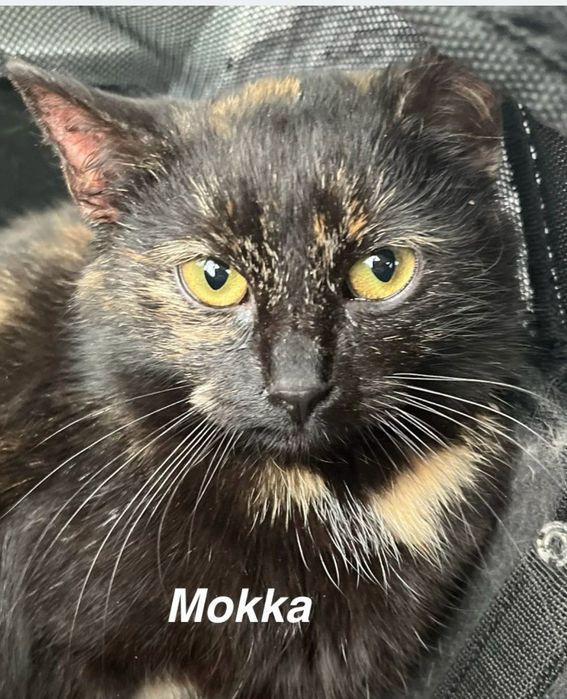 Mokka... szylkretowa piękność szuka domu ...