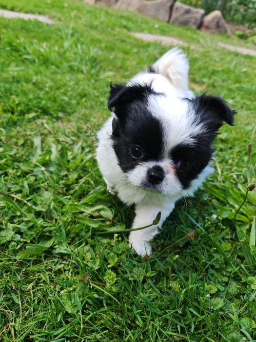 IKS biało czarny chihuahua