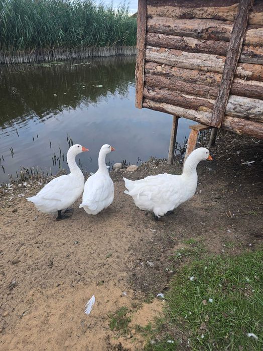 Gęsi  2sztuki sprzedam