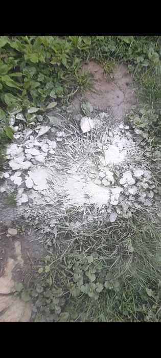 Пушонка вищої якості і Вапно будівельне і біле   Ціна договірна.)