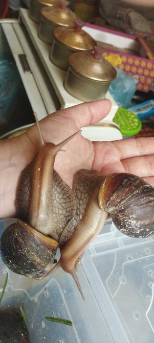 Равлики Ахатини