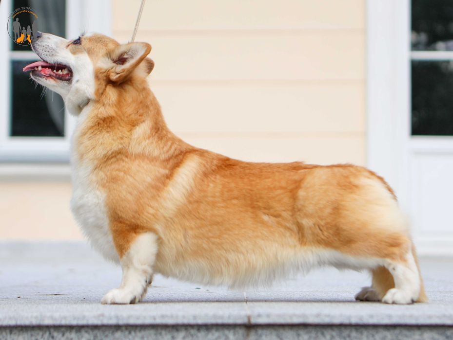 Welsh Corgi Pembroke   piękne po Championie