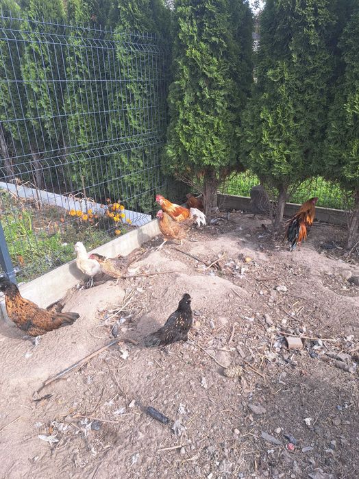 Koguty koguciki polecam