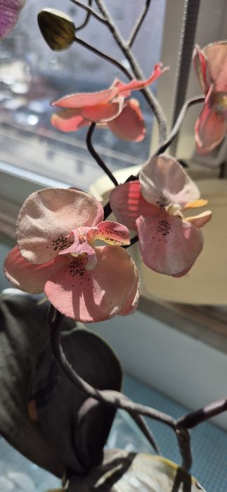 Plastic Orchids - Decoration428675786552780802
