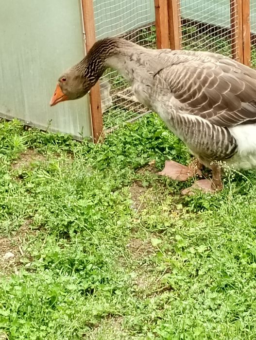 Na sprzedaż gęsi landesy