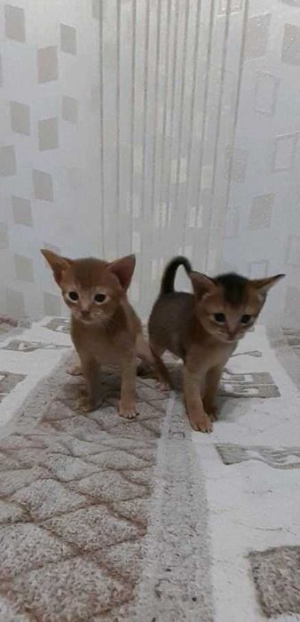 Абиссинский котенок. Мальчишка. Котик