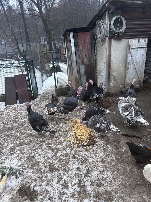 молоді індики,ціна в оголошенні за парку