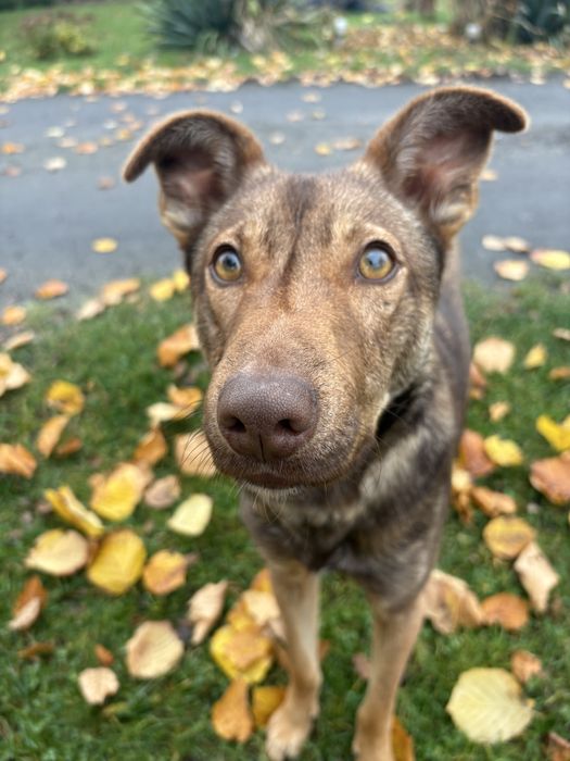 Porzucony piesek szuka domu