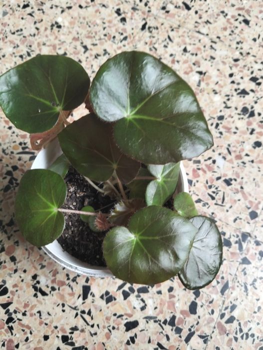 Planta Begónia Redonda