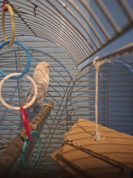 Papuga nierozłączka