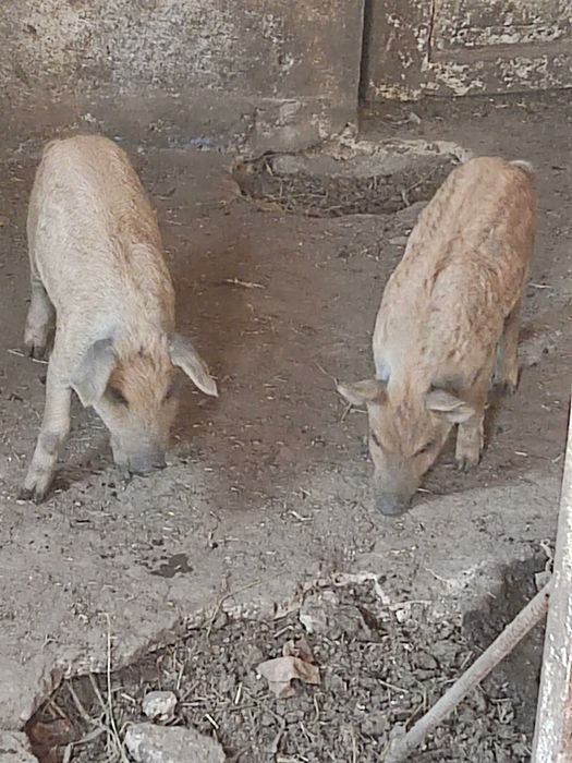 Продам поросят Венгерська пухова мангалиця