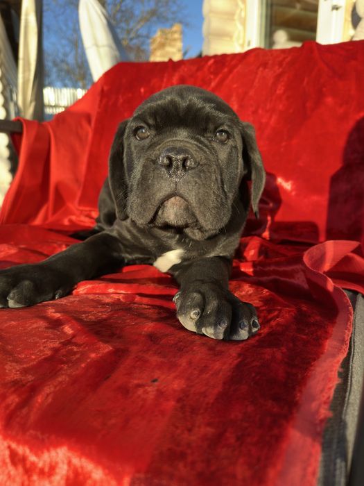 Чорний принц 2м Кане-Корсо