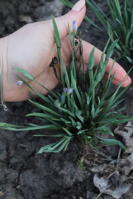 Голубоглазка (Sisyrinchium), вузьколистий