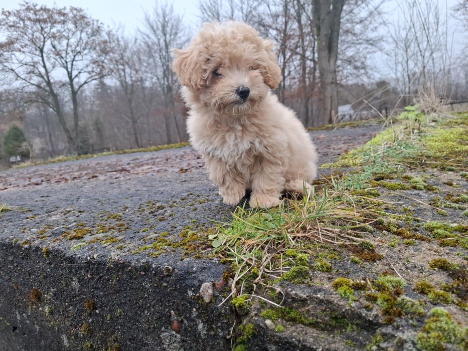 maltipoo suczka gotowa