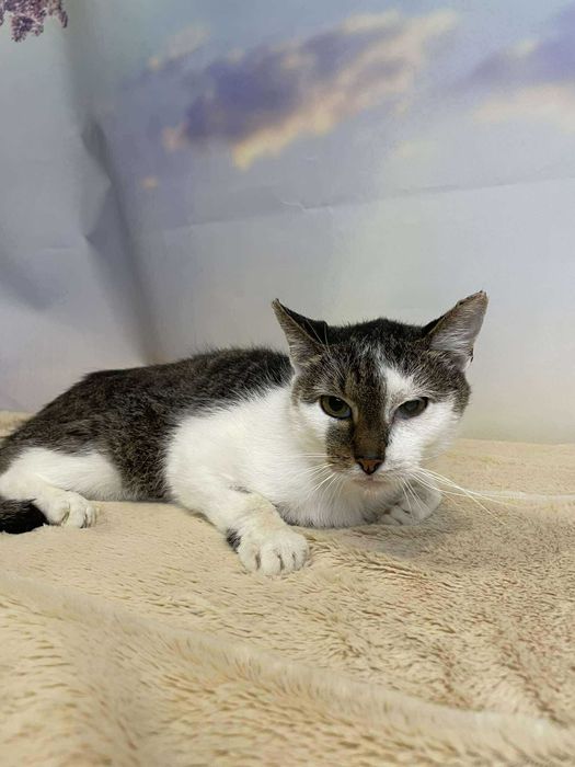 Sucharek-Kotek szuka domu