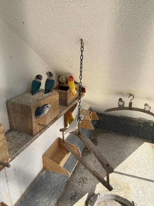 Vende-se 9 Agapórnis