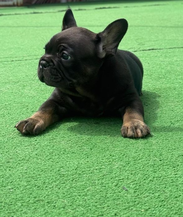 Bulldog francês macho black tan