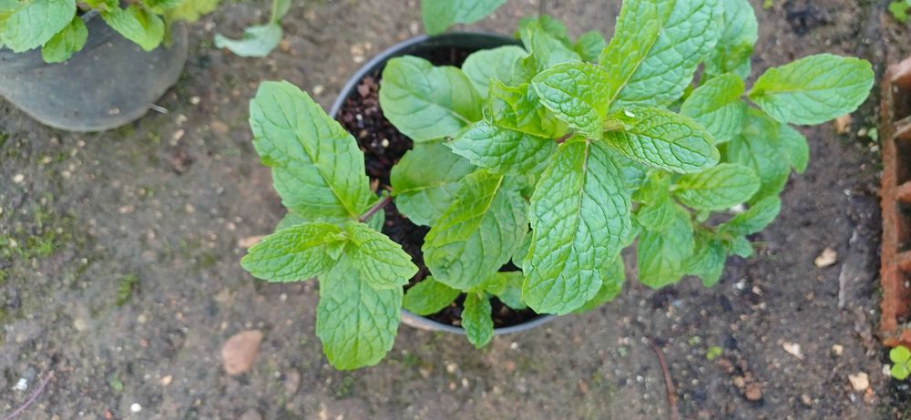 Planta Hortelã em Vaso
