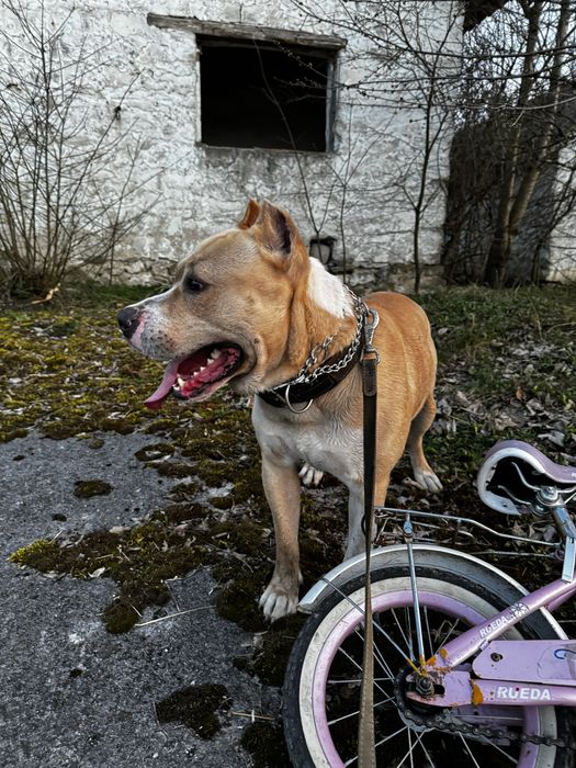 Амстафф шукає подругу безкоштовно