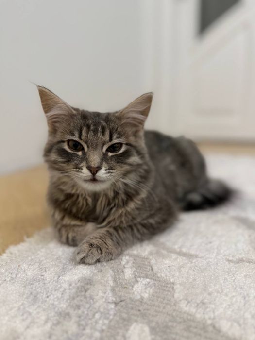 Киця 4-5 місяців