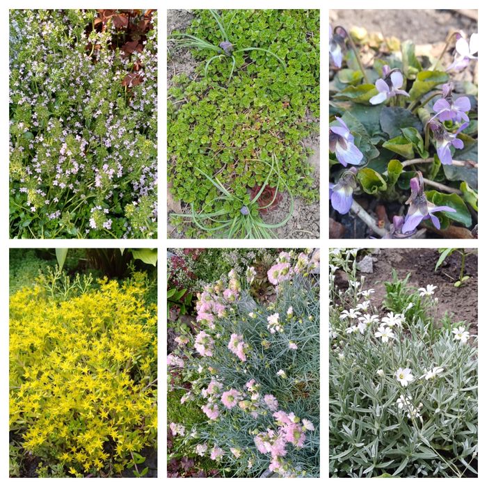 Грунтопокривні квіти