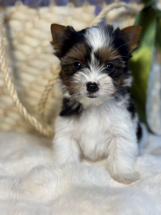 Дуже милий та красивий міні хлопчик бівер з документами КСУ