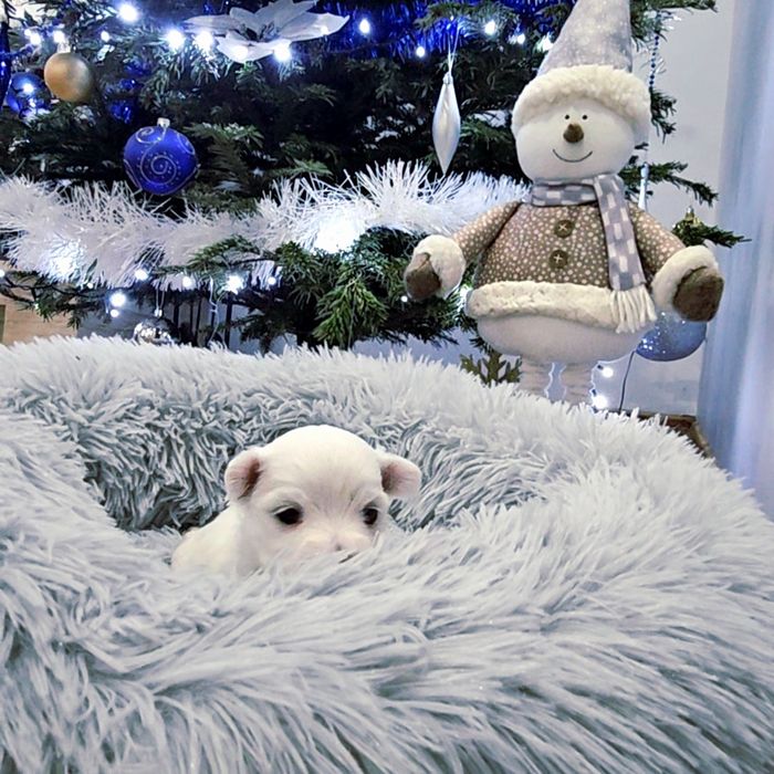 Sunia rasy Maltańczyk  z rodowodem wielopokoleniowym