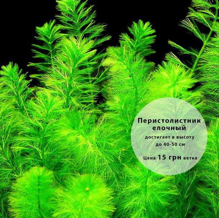 Аквариумные растения по доступным ценам