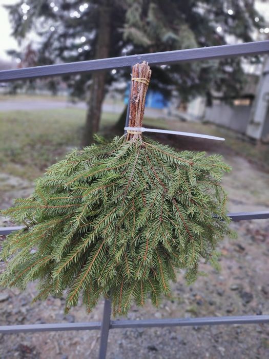 Хвойний віник ялина