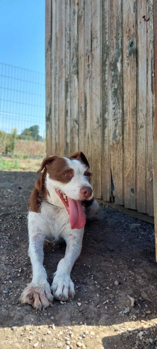 Estrelinha - cadela média para adoção