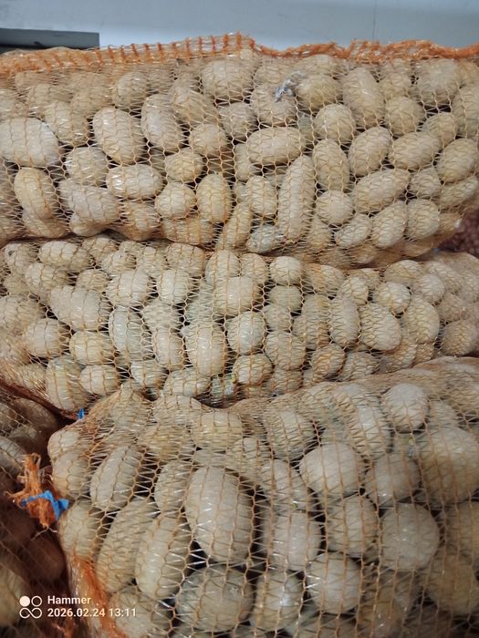 Ziemniaki jadalne  ,drobne,Queen Anne