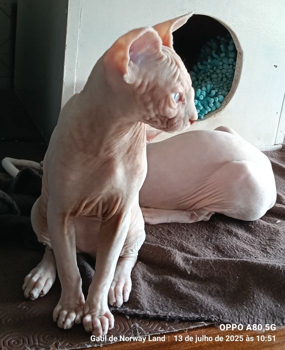 Gatinho Sphynx com LOP